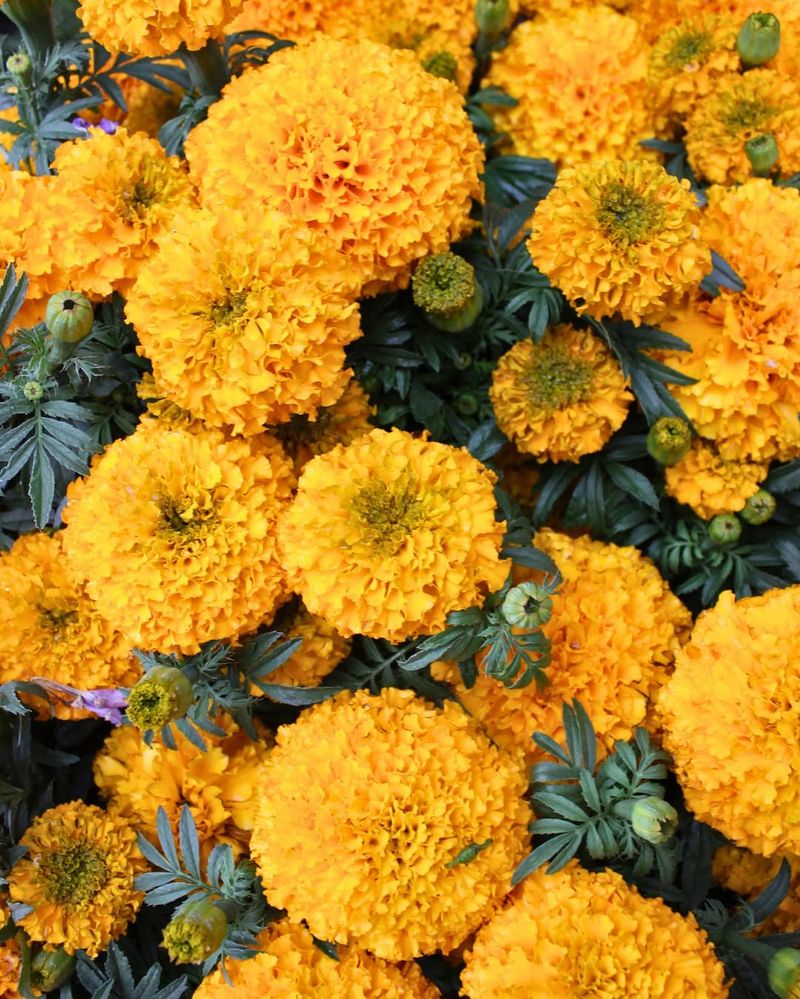 Marigolds