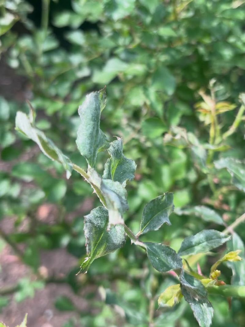 Cottage Borders Can Turn Into A Mildew Mess