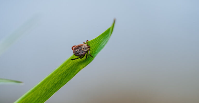 Could No Mow May Be Creating Tick Habitat In Your Virginia Yard