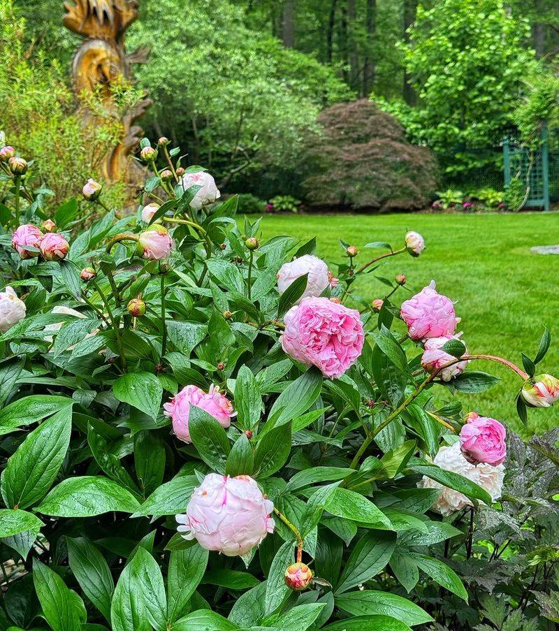 Count On Peonies For Late Spring Drama