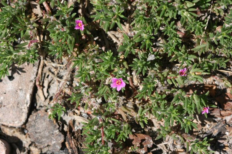 Cover Bare Soil With Fast Fillers