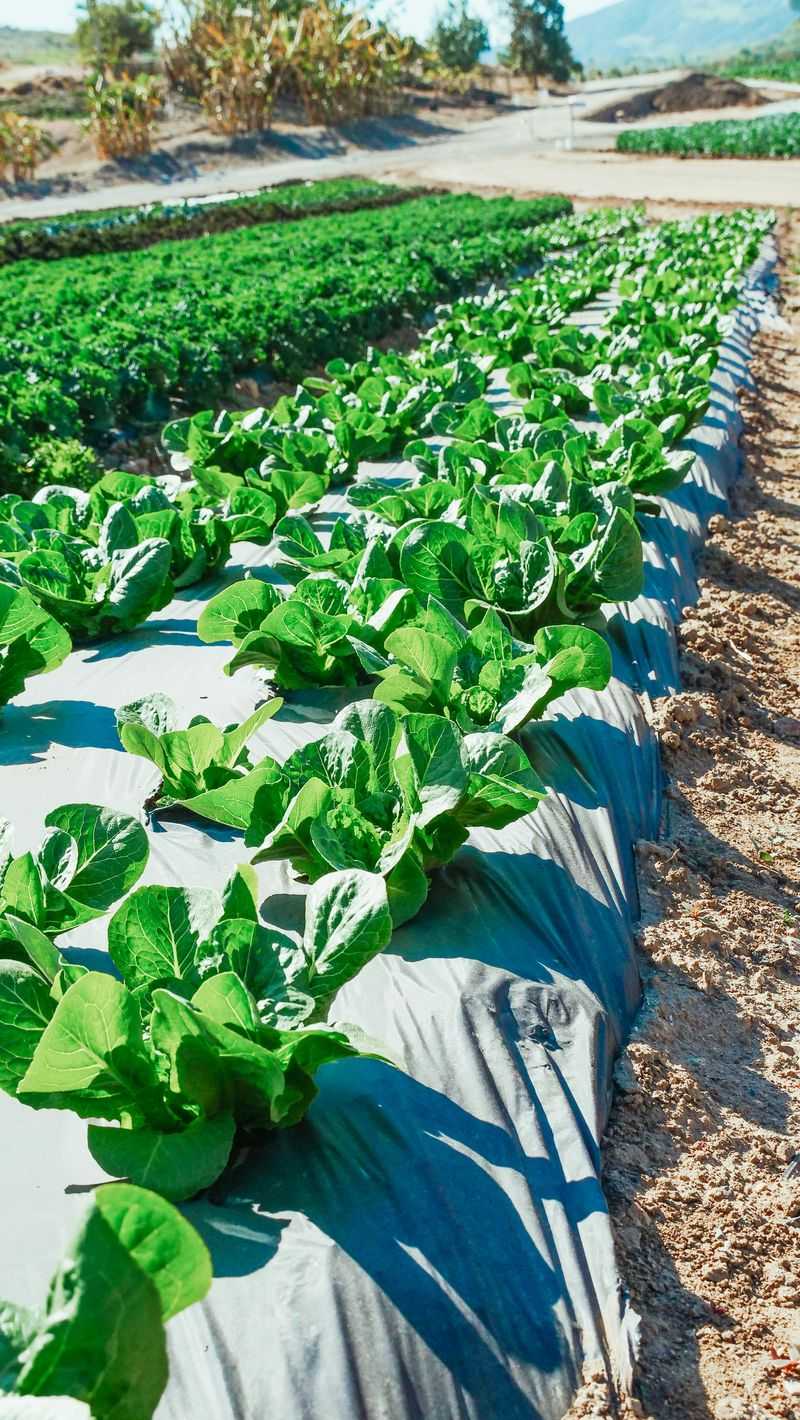 Cover Beds With Frost Cloth