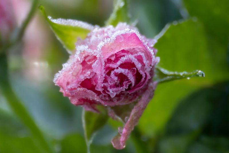 Cover Buds If Frost Is Expected Cover Buds If Frost Is Expected