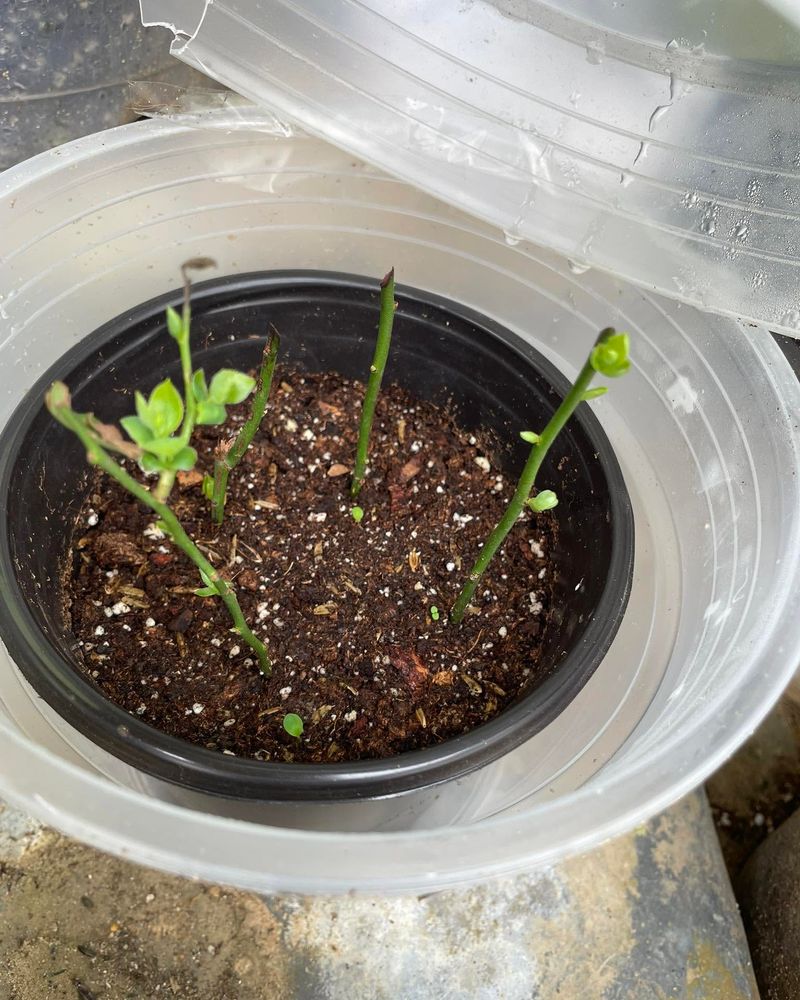 Cover Containers Loosely To Hold In Humidity