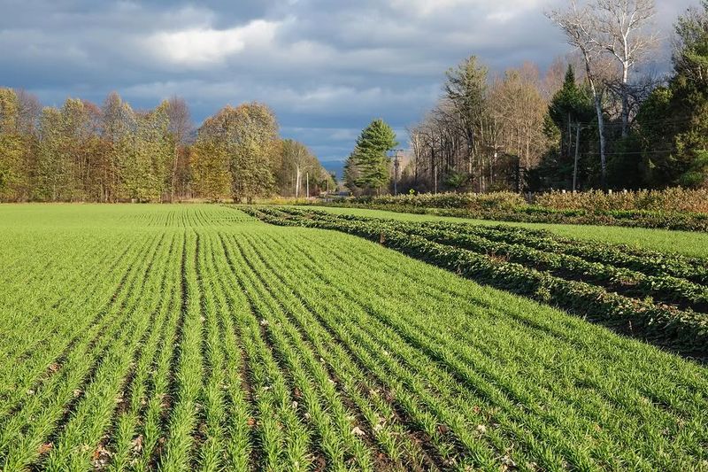 Cover Crops Quietly Repair Compacted Soil Over Time