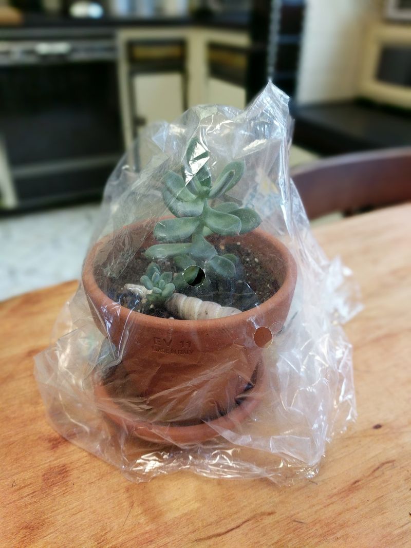 Cover New Cuttings To Hold In Humidity Cover New Cuttings To Hold In Humidity