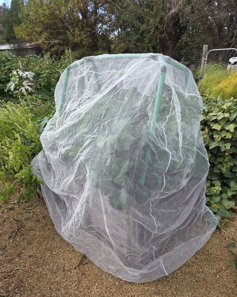 Cover Young Trees And Shrubs With Fine Mesh Netting Cover Young Trees And Shrubs With Fine Mesh Netting