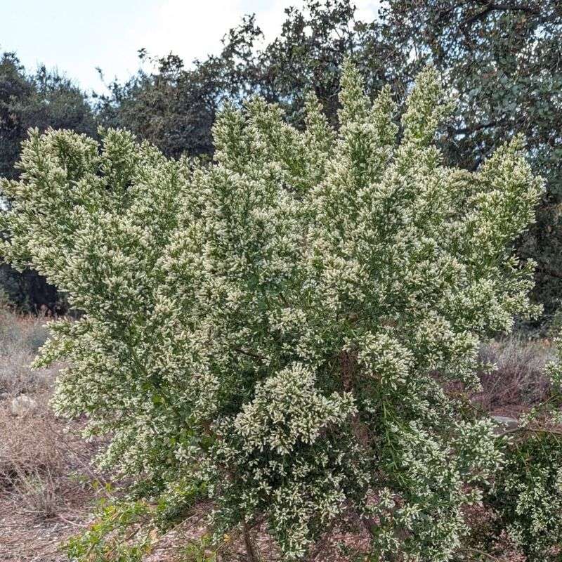 Coyote Brush