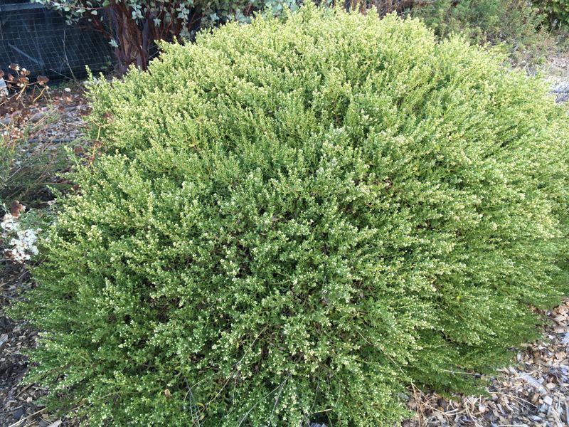 Coyote Brush 'Pigeon Point' Creates Dense Native Cover