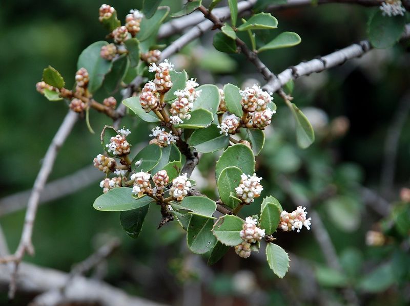 Coyote Ceanothus 