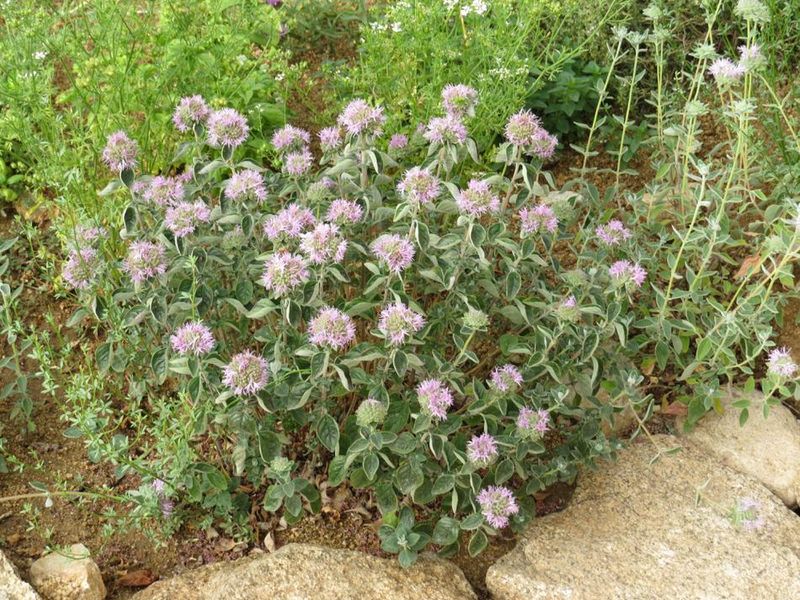 Coyote Mint