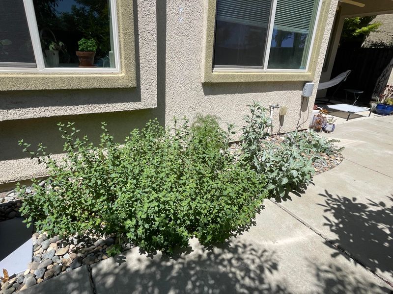 Coyote Mint Adds Fragrance In A Tidy Package