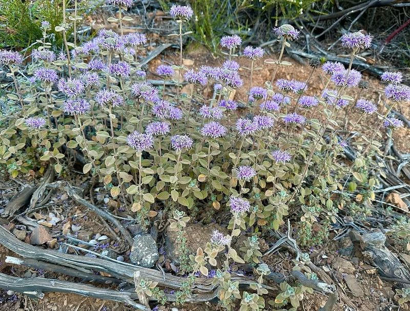 Coyote Mint Gives Native Fragrance To Dry Paths