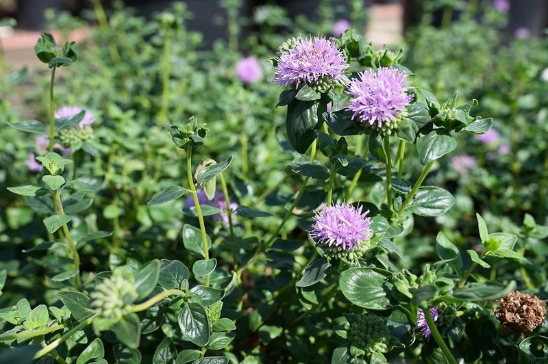 Coyote Mint Turns Heat Into Fragrance Coyote Mint Turns Heat Into Fragrance