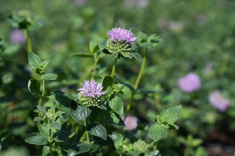 Coyote Mint