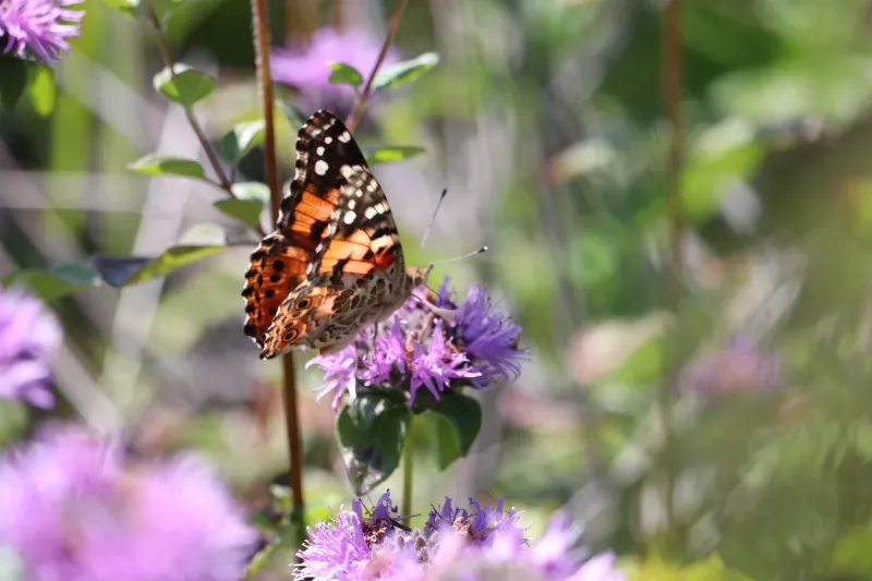 Coyote Mint