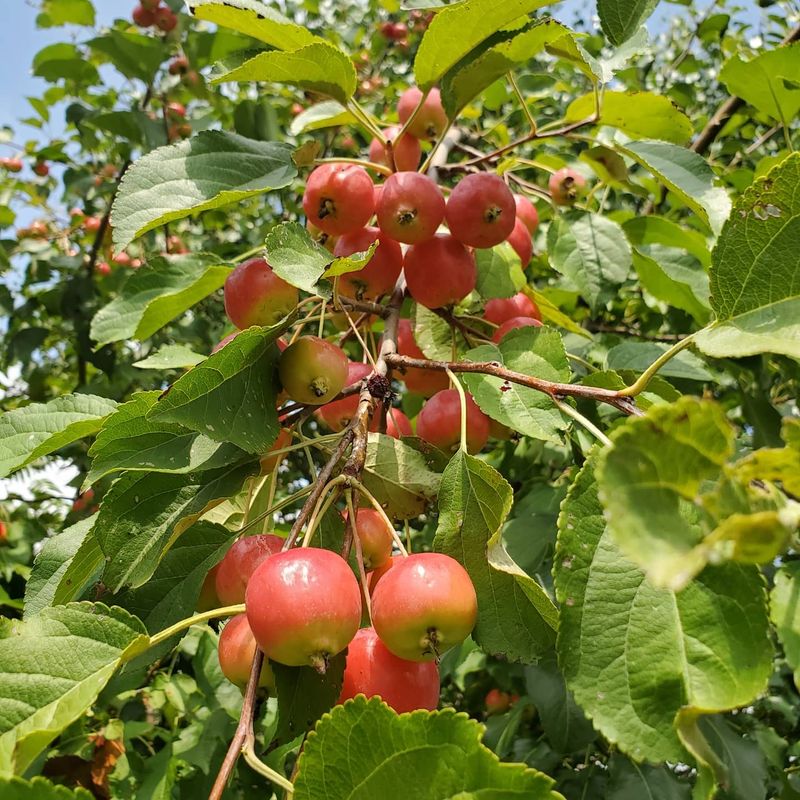 Crabapple Crabapple