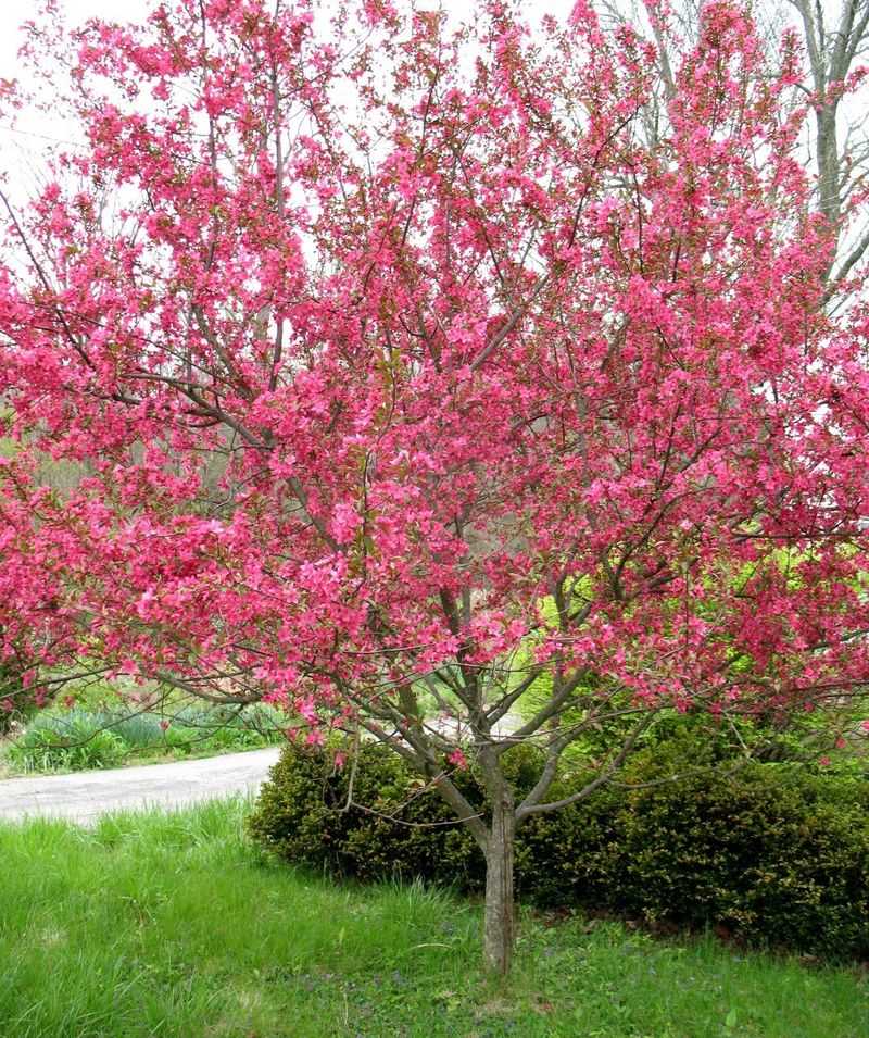 Crabapple Delivers Clouds Of Spring Color