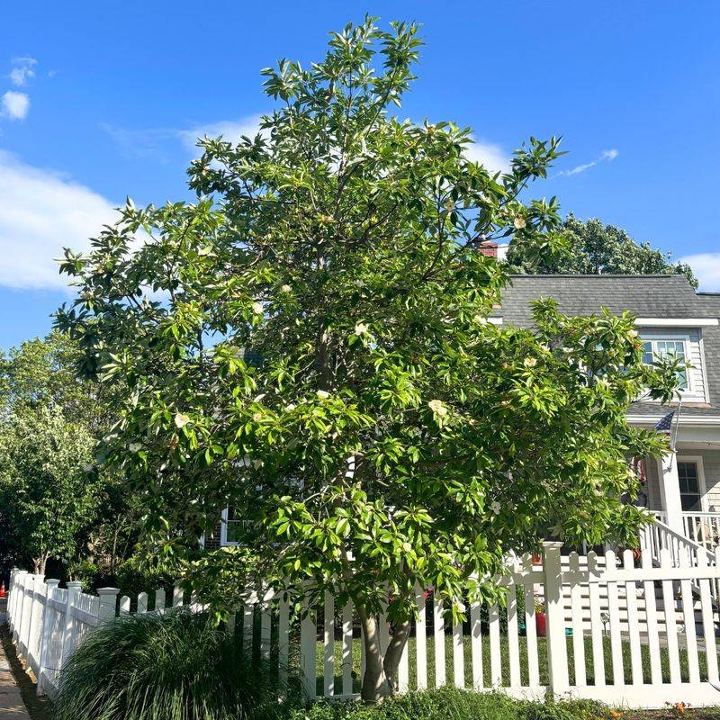 Sweetbay Magnolia (Magnolia Virginiana)