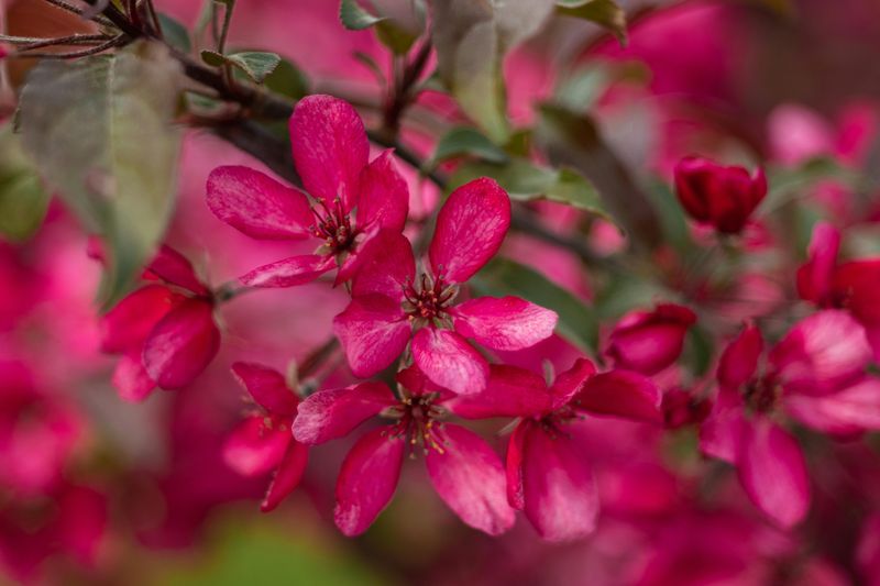 Crabapple 