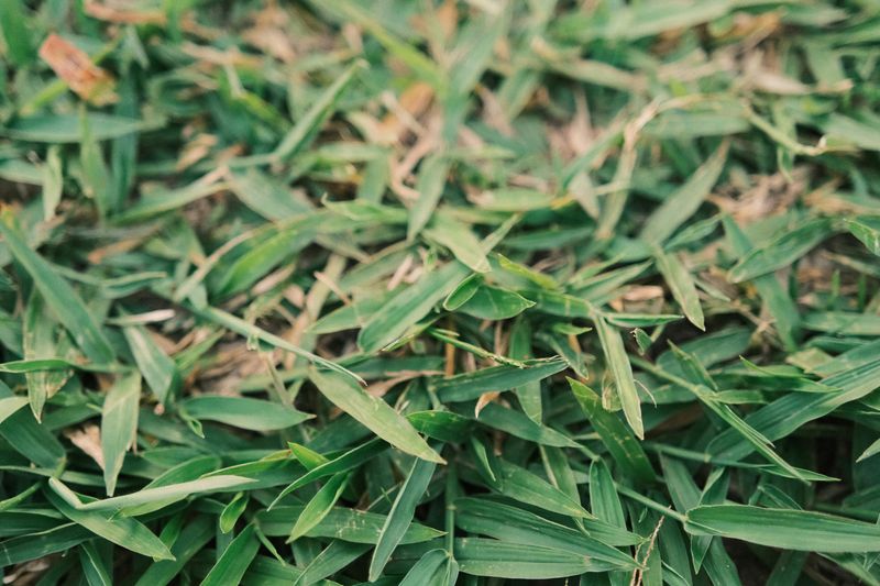 Crabgrass