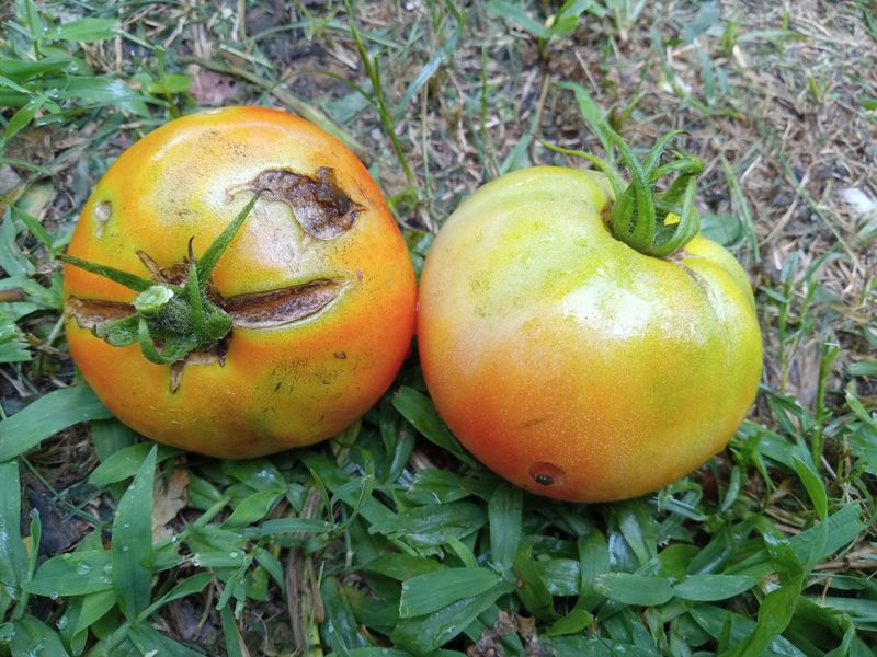 Cracked Tomatoes