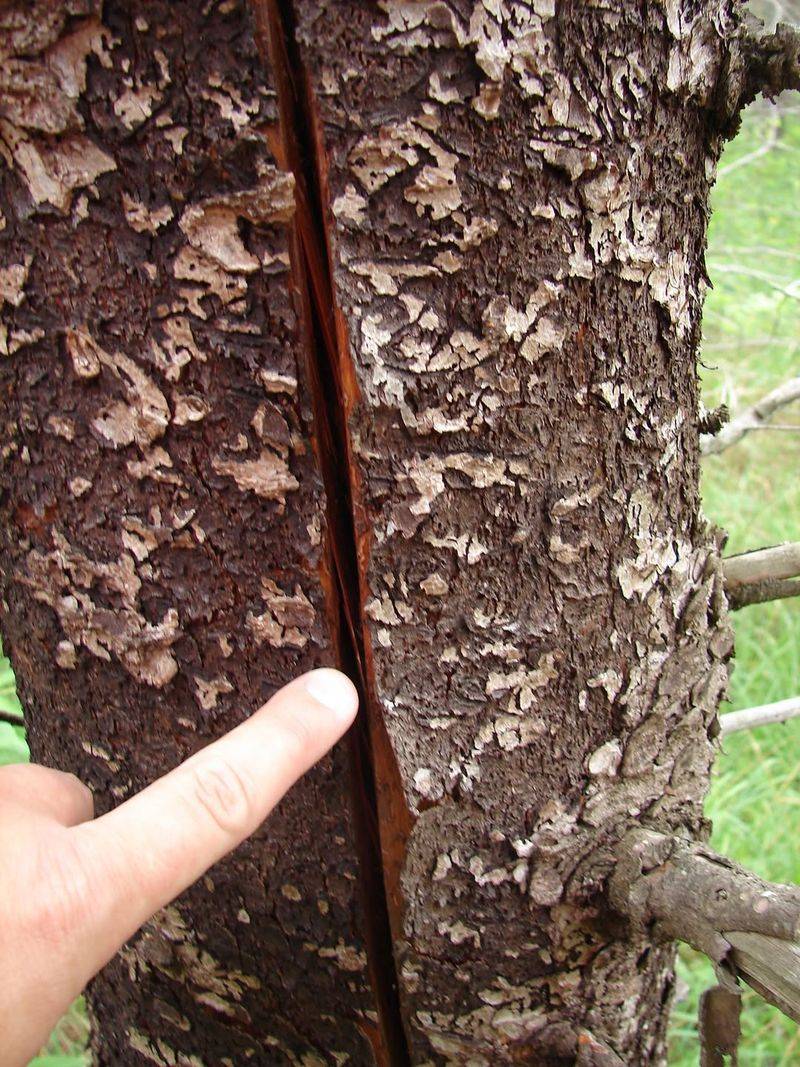 Cracks In The Trunk Can Signal Structural Failure Cracks In The Trunk Can Signal Structural Failure