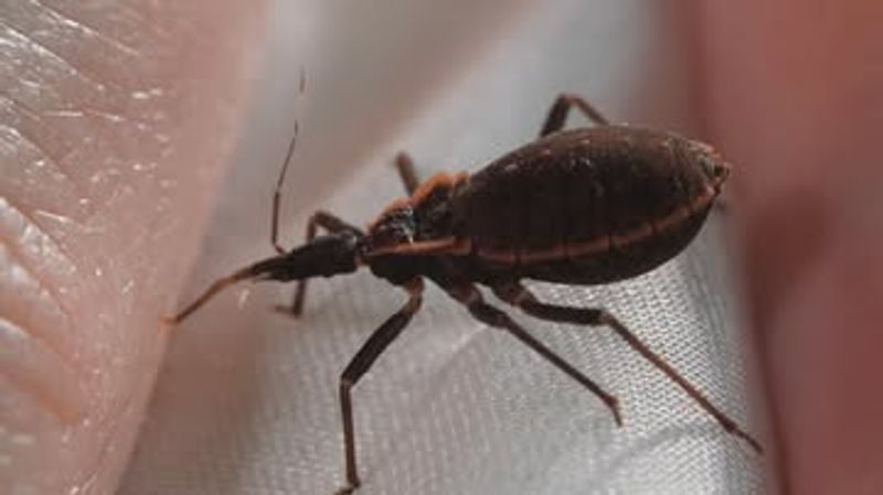 Cracks Near Homes Create Easy Hiding Spots For These Insects