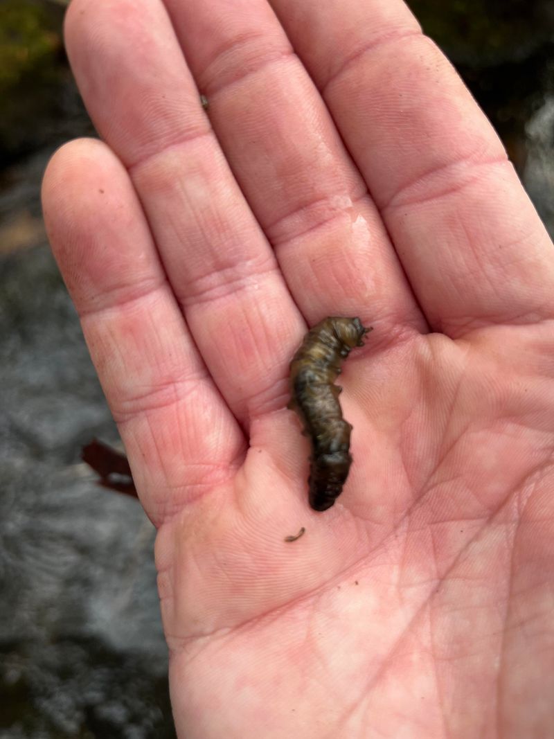 Crane Fly Larvae Do Not Look Like Classic White Grubs