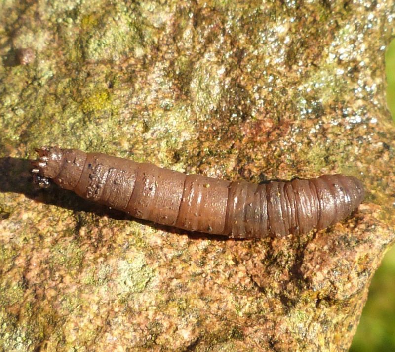 Crane Fly Larvae Feed Near The Surface While Grubs Feed Deeper