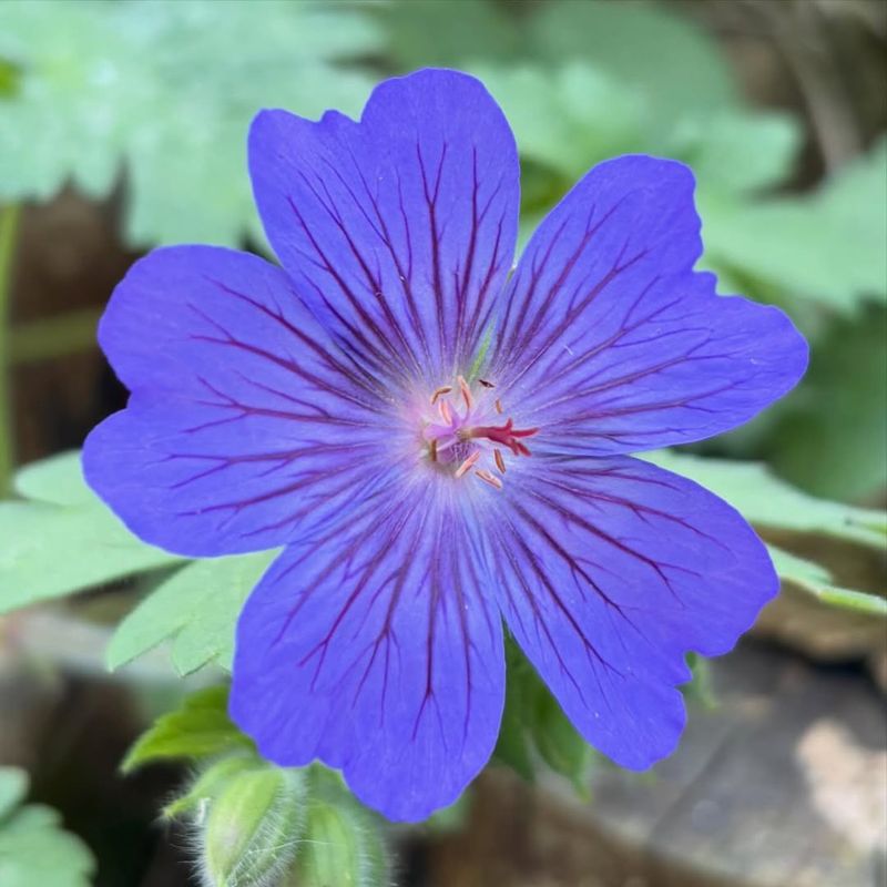 Cranesbill Geranium
