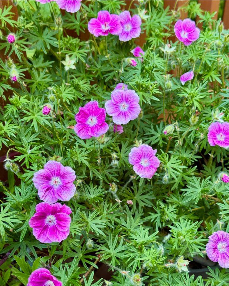 Cranesbill Geraniums