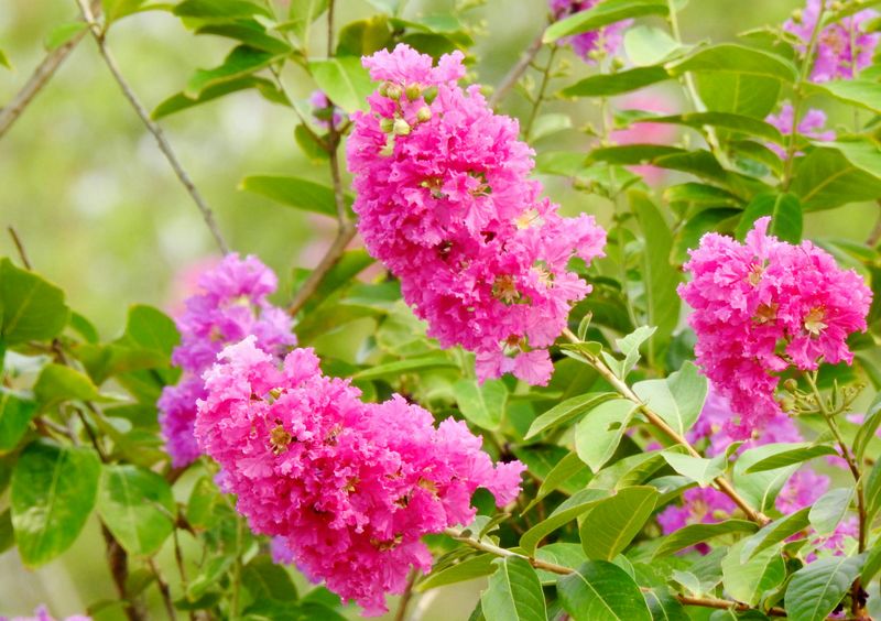 Crape Myrtle Blooms Harder When Oklahoma Turns Up The Heat