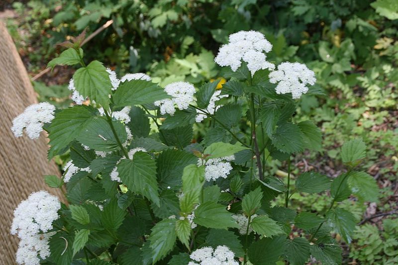 Create A Dense Hedge With Arrowwood Viburnum