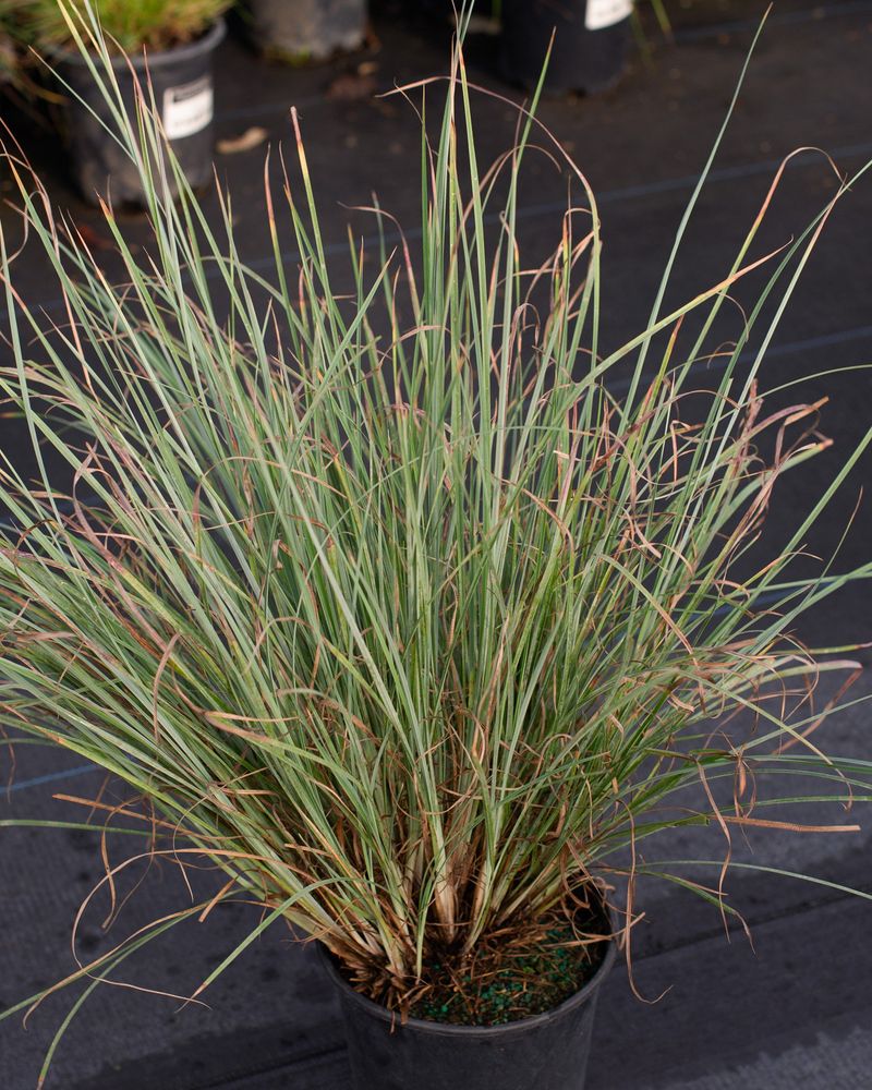 Create Airy Movement With Little Bluestem