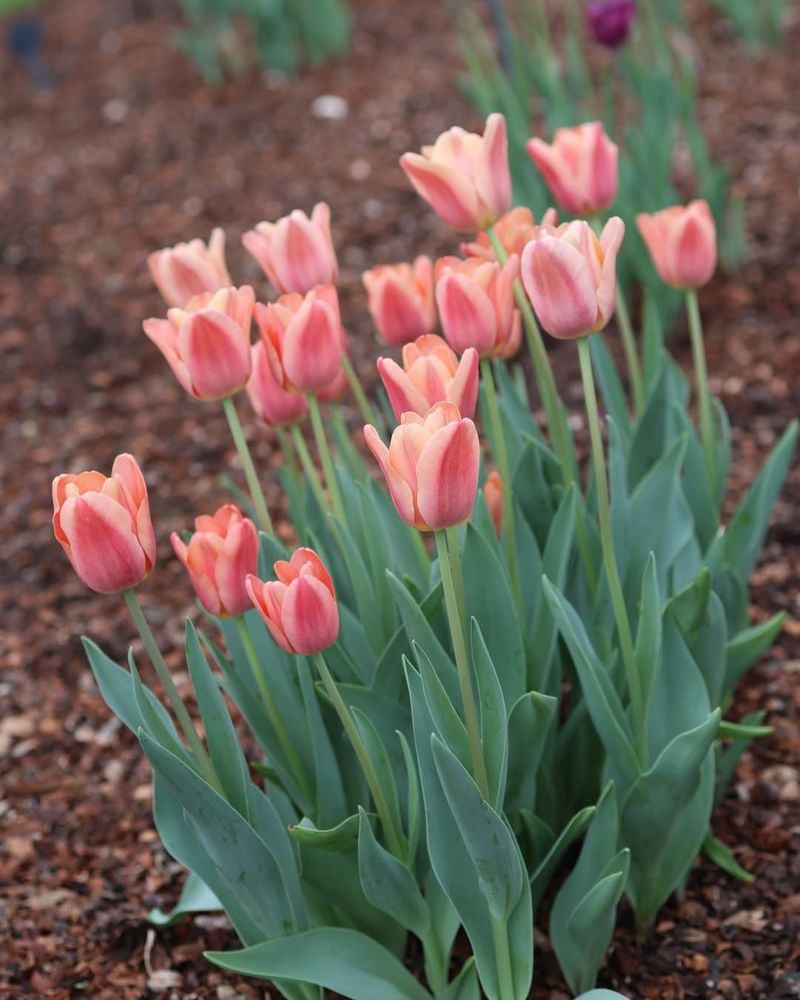Create Gentle Contrast With Lavender And Peach Tulip Create Gentle Contrast With Lavender And Peach Tulip