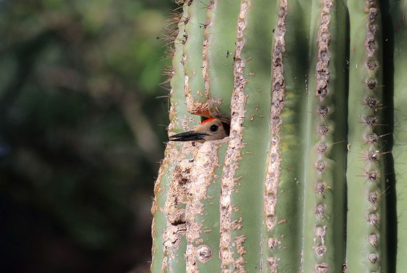 Create Layered Shelter With Trees, Shrubs, And Cacti Create Layered Shelter With Trees, Shrubs, And Cacti