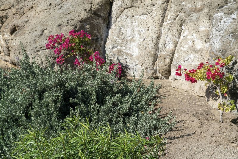 A Wheel Bug friendly garden