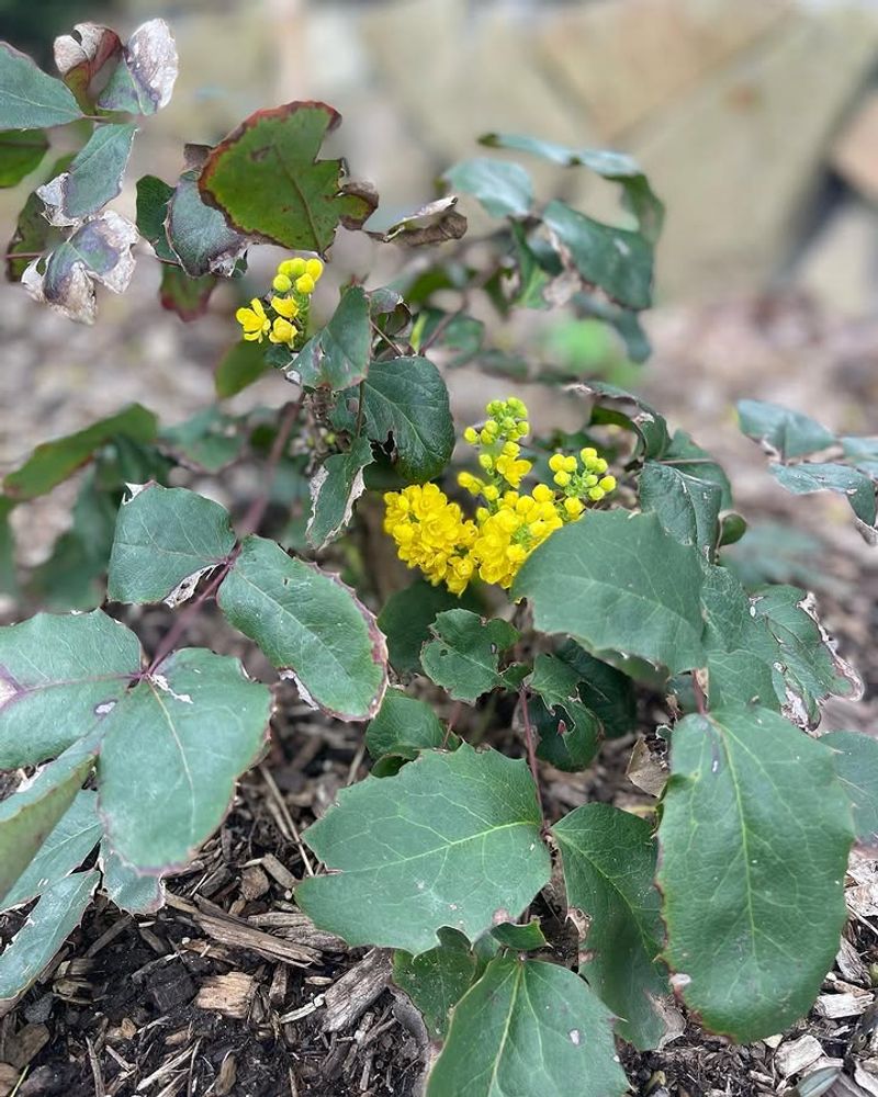 Creeping Barberry