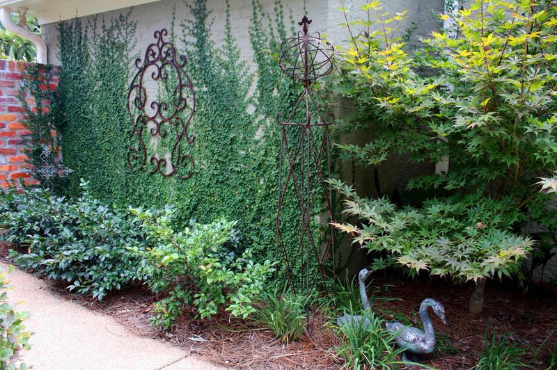 Creeping Fig Leaves Stubborn Marks On Stucco
