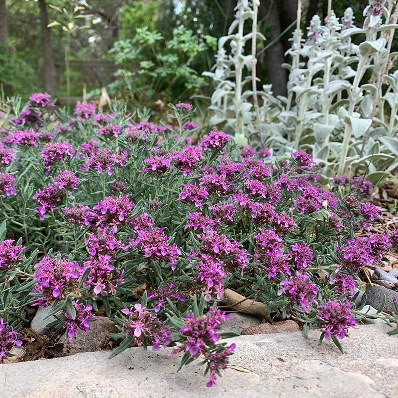 Creeping Germander Handles Tough Desert Exposure Creeping Germander Handles Tough Desert Exposure