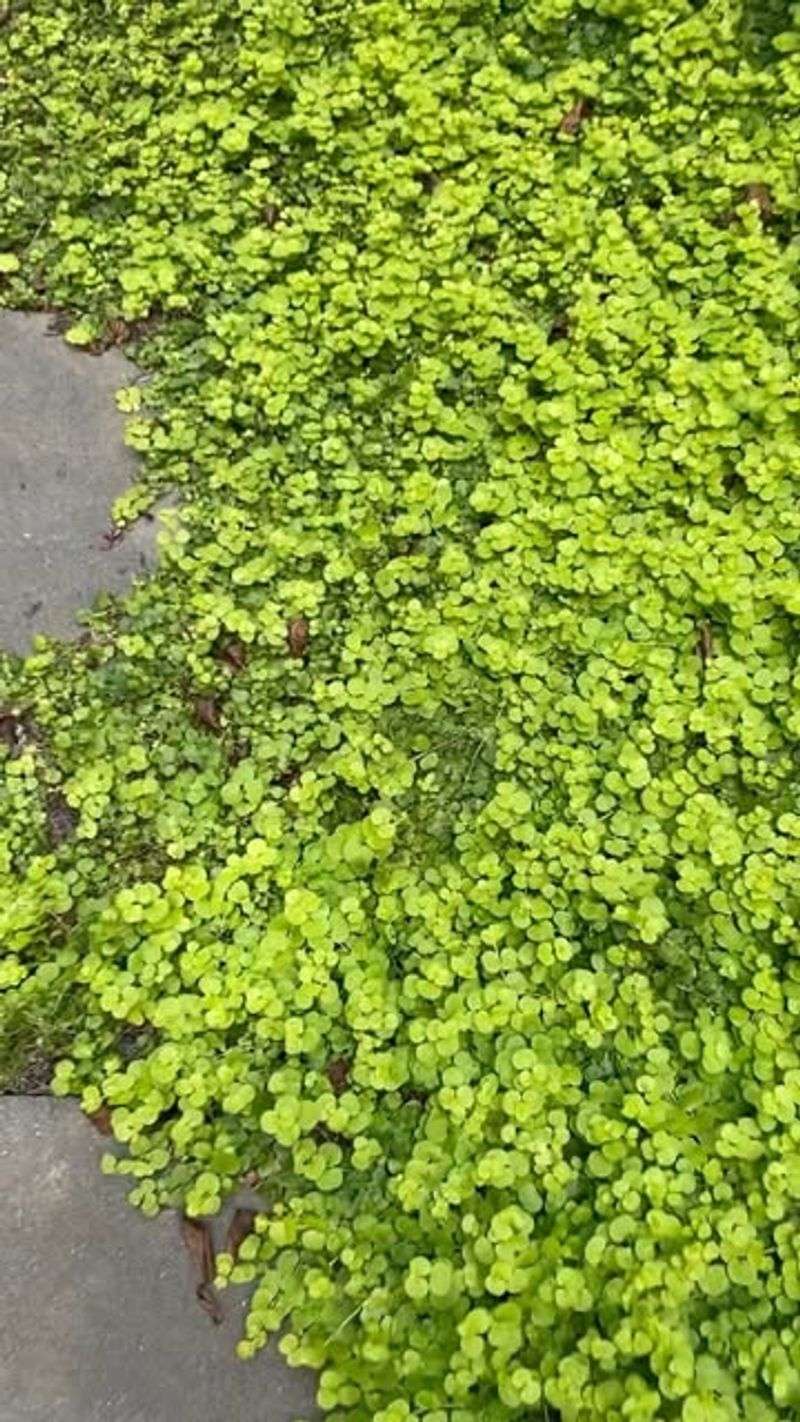 Creeping Jenny Creeping Jenny