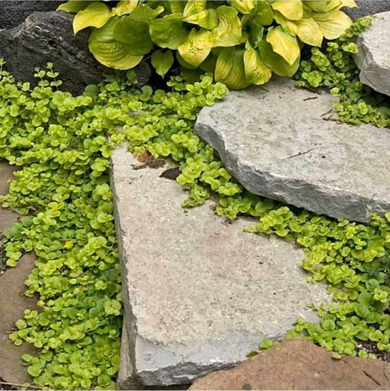 Creeping Jenny Spreads Fast In Moist Shady Areas