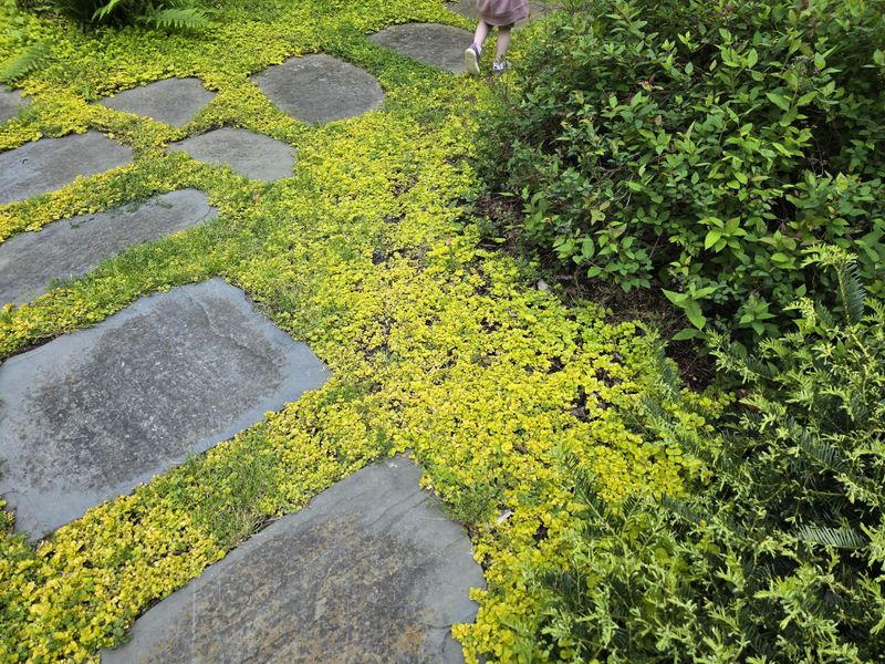 Creeping Jenny