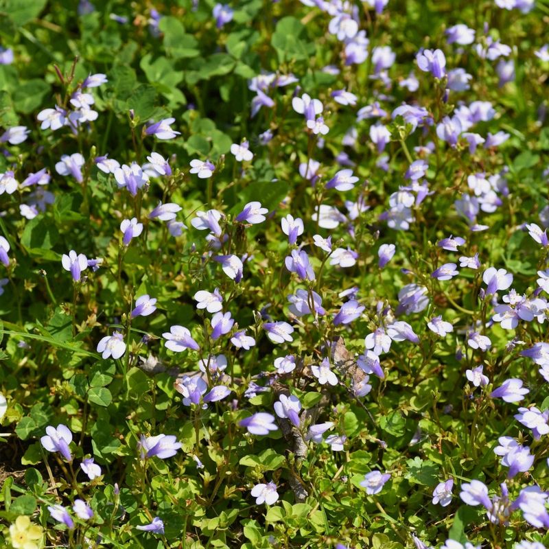 Creeping Mazus