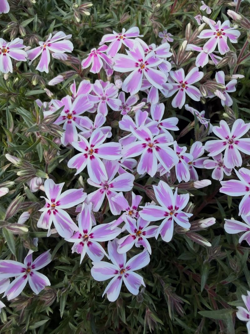 Creeping Phlox