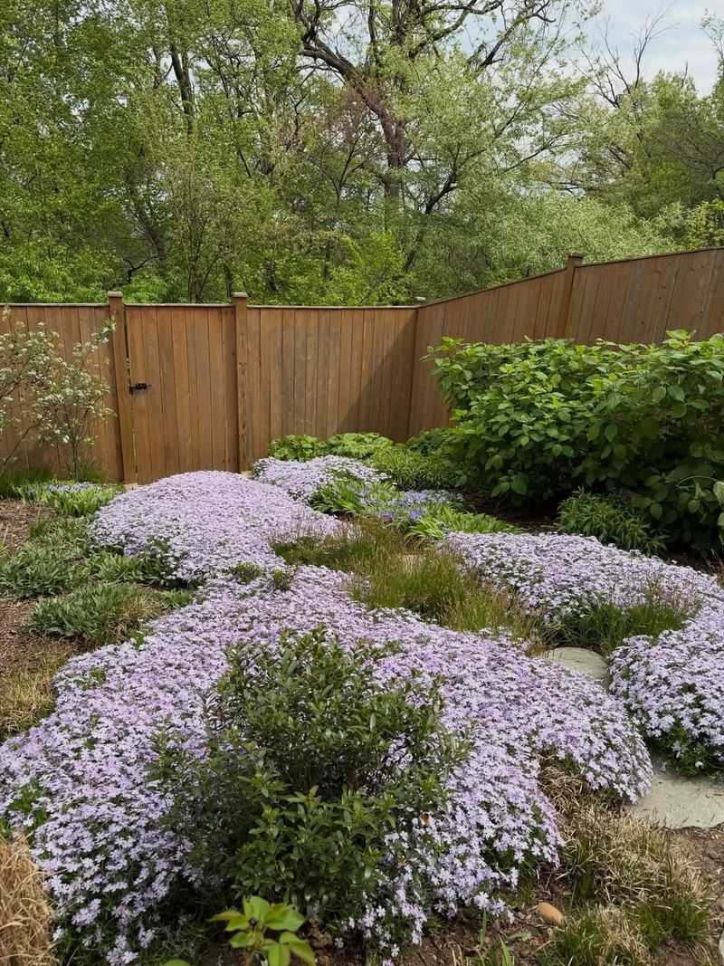 Creeping Phlox