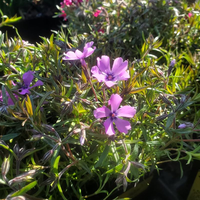 Creeping Phlox