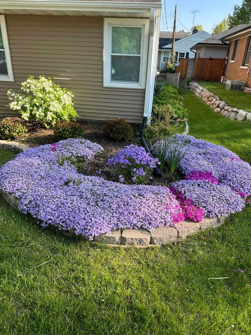 Creeping Phlox