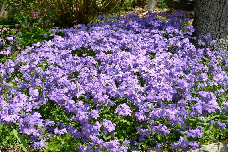 Creeping Phlox 